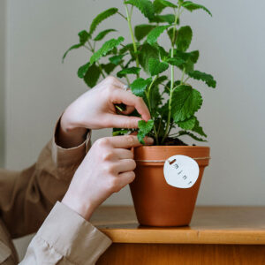 Mint in Pot