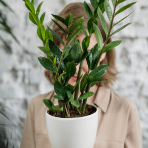 Pot Plant 3